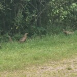 Ballyvonare Biodiversity Haven