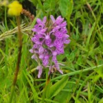 Ballyvonare Biodiversity Haven