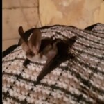 Ballyvonare Biodiversity Haven 9