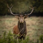 Bionua Projects stag