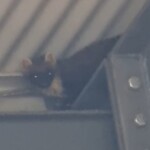 Ballyvonare Biodiversity Haven 12