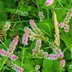 Ballyvonare Biodiversity Haven 8