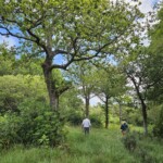 Ballyvonare Biodiversity Haven
