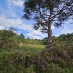 Ballyvonare Biodiversity Haven