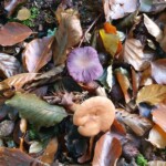 Ballyvonare Biodiversity Haven