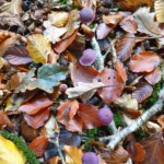 Ballyvonare Biodiversity Haven