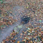 Ballyvonare Biodiversity Haven