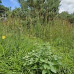 Ballyvonare Biodiversity Haven