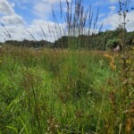 Ballyvonare Biodiversity Haven