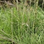 Ballyvonare Biodiversity Haven