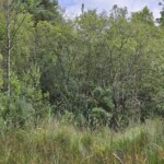 Ballyvonare Biodiversity Haven