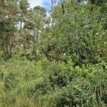 Ballyvonare Biodiversity Haven