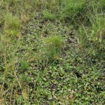 Ballyvonare Biodiversity Haven