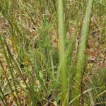Ballyvonare Biodiversity Haven