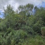 Ballyvonare Biodiversity Haven