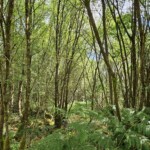 Ballyvonare Biodiversity Haven