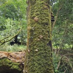 Ballyvonare Biodiversity Haven