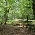 Ballyvonare Biodiversity Haven