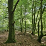 Ballyvonare Biodiversity Haven