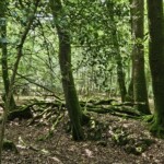 Ballyvonare Biodiversity Haven