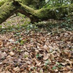 Ballyvonare Biodiversity Haven