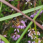 Ballyvonare Biodiversity Haven
