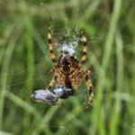 Ballyvonare Biodiversity Haven