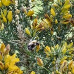 Ballyvonare Biodiversity Haven