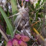 Ballyvonare Biodiversity Haven 6