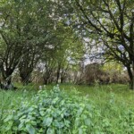 Ballyvonare Biodiversity Haven 7