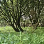 Ballyvonare Biodiversity Haven 4