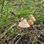 Ballyvonare Biodiversity Haven