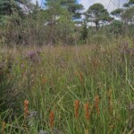 Ballyvonare Biodiversity Haven