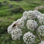 Ballyvonare Biodiversity Haven 3