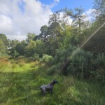 Ballyvonare Biodiversity Haven 5