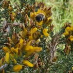 Ballyvonare Biodiversity Haven Ballyvonare Biodiversity Haven