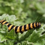 Ballyvonare Biodiversity Haven 10