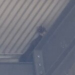 Ballyvonare Biodiversity Haven 11